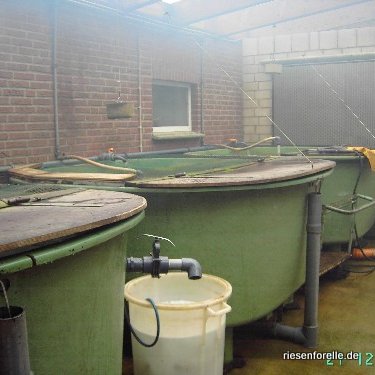 In Qwellwasser werden die f&uuml;r den Verkauf bestimmten Fische in H&auml;lterbecken gehalten