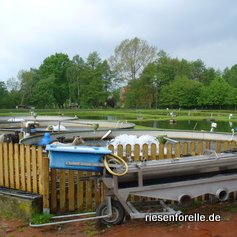 Eine von Zwei Fischsortiermachinen