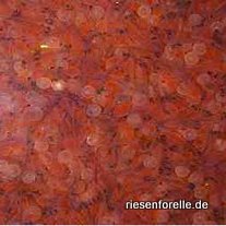               Schl&uuml;pfende Forellen