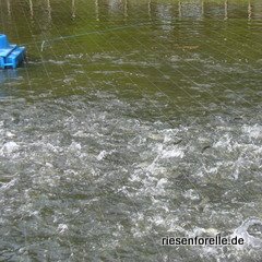 Kleine Lachsforellen im Au&szlig;enteich