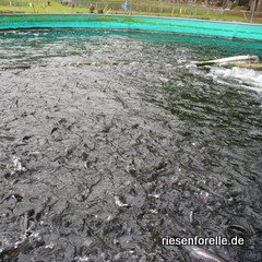 Klein Forellensetzlinge im Rundbecken