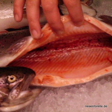 Lachsfarbenes Fischfleisch das Qualitätsmerkmal der Lachsforellen