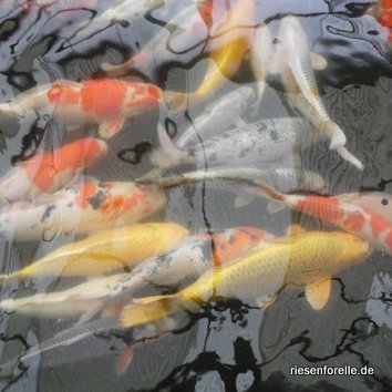 Japankoi