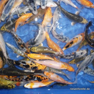 Koi Nachzuchten